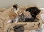 Sweet Face Persians - Persian Kitten For Sale - Voorhees, NJ, US