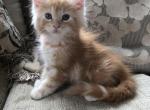 Male Maine Coon kittens - Maine Coon Kitten For Sale - 