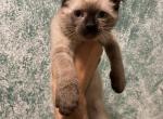 LILY - Snowshoe Kitten For Sale - McLean, VA, US