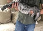 Cruz - Maine Coon Kitten For Sale - Hutchinson, MN, US