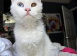 Belle - Selkirk Rex Cat For Sale/Retired Breeding - 