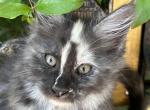 Miss Daisy - Maine Coon Kitten For Sale - CA, US