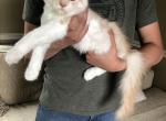 Link - Maine Coon Kitten For Sale - Hutchinson, MN, US