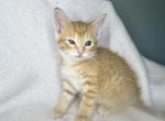 Maple - American Shorthair Kitten For Sale - 