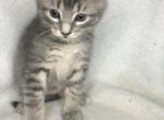 Star - American Shorthair Kitten For Sale - Vadnais Heights, MN, US