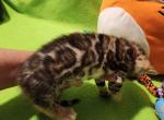 Jamanji - Bengal Kitten For Sale - 
