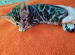Mufasa - Bengal Kitten For Sale - 