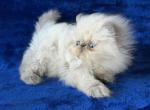 Himalayan Blue Point Male - Himalayan Kitten For Sale - Long Beach, CA, US