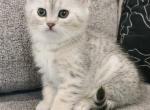 Scottish Shorthair - Scottish Straight Kitten For Sale - Lyman, SC, US