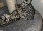Kirras litter - Bengal Kitten For Sale - Plymouth, WI, US
