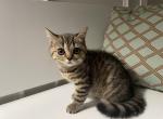 Molly - Scottish Straight Kitten For Sale - 
