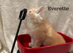 Everette - Maine Coon Kitten For Sale - Nashville, TN, US