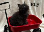 Elly - Maine Coon Kitten For Sale - Nashville, TN, US