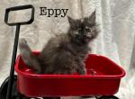 Eppy - Maine Coon Kitten For Sale - Nashville, TN, US