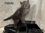 Felicity - Maine Coon Kitten For Sale - Nashville, TN, US