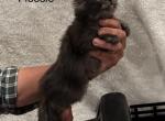 Flossie - Maine Coon Kitten For Sale - Nashville, TN, US
