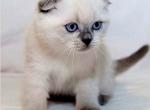 Chloe - Scottish Fold Kitten For Sale - 