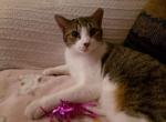 Chloe - Domestic Cat For Adoption - Des Moines, IA, US