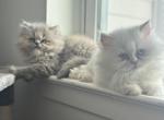 Bailey - Persian Kitten For Sale - Orlando, FL, US