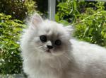 Taz - British Shorthair Kitten For Sale - Federal Way, WA, US