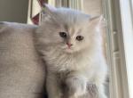 Milo - British Shorthair Kitten For Sale - Federal Way, WA, US