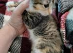 Unique Bengal Calico Designer Mix - Bengal Kitten For Sale - Phoenix, AZ, US