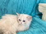 Morticia - Minuet Kitten For Sale - Milford, OH, US