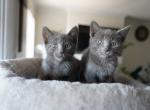 russian blue - Russian Blue Kitten For Sale - Las Vegas, NV, US