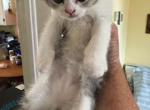 MollysBabies - Scottish Fold Kitten For Sale - Roanoke, VA, US