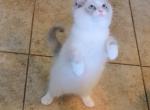 Polly - Ragdoll Kitten For Sale - Glendale, AZ, US