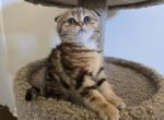 Cleopatra - Scottish Fold Kitten For Sale - Philadelphia, PA, US