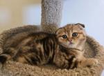 Cleopatra - Scottish Fold Kitten For Sale - Philadelphia, PA, US