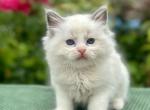 Camelia - Ragdoll Kitten For Sale - Miami, FL, US