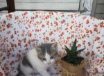 Cookie - American Shorthair Kitten For Sale - Robesonia, PA, US