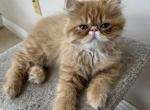 Pending - Exotic Kitten For Sale - 
