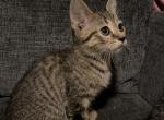 Clancy - Domestic Kitten For Adoption - Cleveland, OH, US