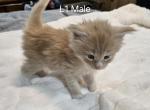 Litter 1 Cream boys Gray girl - Maine Coon Kitten For Sale - 