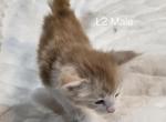 Litter 2 Red Orange - Maine Coon Kitten For Sale - 