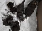 Litter 3 Dark Tabbies - Maine Coon Kitten For Sale - 