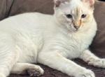 Blue Lynx Female   Pink - Balinese Kitten For Sale - 