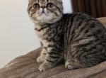 Reba - Exotic Kitten For Sale - Talco, TX, US