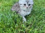Player - British Shorthair Kitten For Sale - Clackamas, OR, US