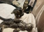 Kalani - Domestic Kitten For Adoption - Monessen, PA, US