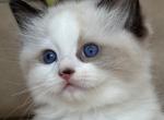 Sajmon - Ragdoll Kitten For Sale - Miami, FL, US