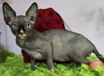 Rufus - Sphynx Kitten For Sale - Mundelein, IL, US