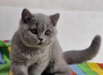 Picolla - British Shorthair Kitten For Sale - Hollywood, FL, US