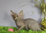 Cooper - Sphynx Kitten For Sale - Mundelein, IL, US