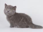 Vashek - Munchkin Kitten For Sale - Norwalk, CT, US