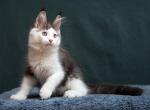 Ustas - Maine Coon Kitten For Sale - Hollywood, FL, US