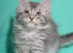 Igrushka - Maine Coon Kitten For Sale - Hollywood, FL, US